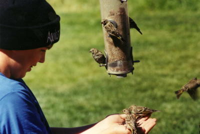 Boy and Siskins