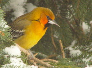 Streak-backed Oriole