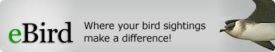 eBird