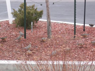 Robins