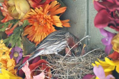 Finch Family