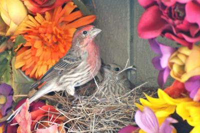 House Finches