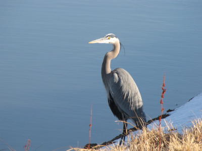 heron