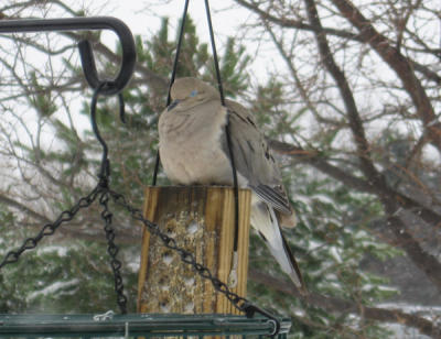 Sleeping Mourning Dove