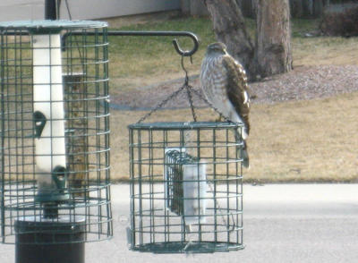 Cooper's Hawk