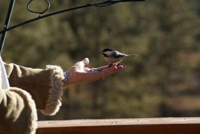 Chickadee