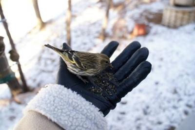 M.Hay Siskin
