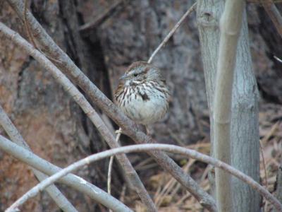 Song Sparrow