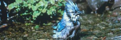 Splashing Bluejay Splashing Bluejay