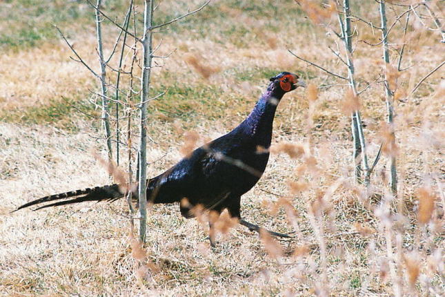 melanistic mutant pheasant