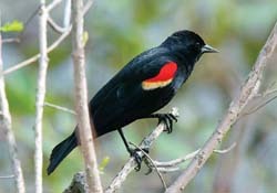 Red-winged Blackbird Male