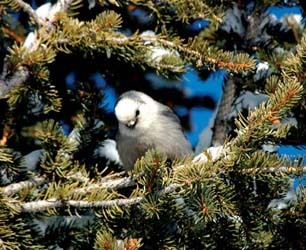 Gray Jay