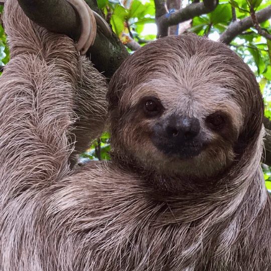 Sloth