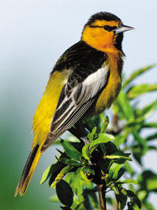 Bullocks Oriole